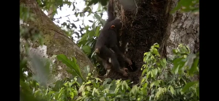 Eastern chimpanzee (Pan troglodytes schweinfurthii) as shown in Africa - Congo